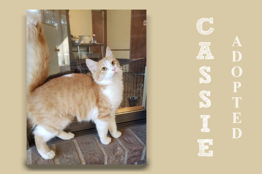 cassieAdopted