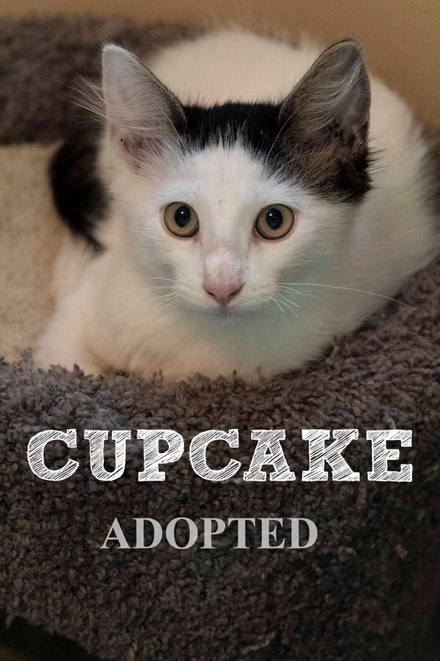 cupcakeAdopted