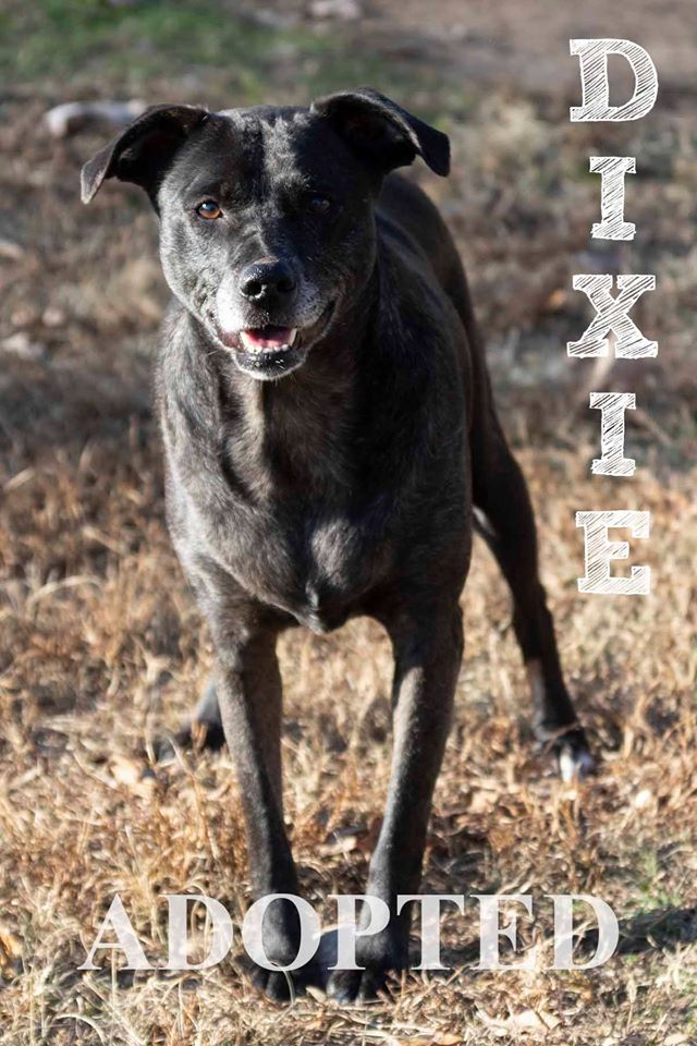 dixieAdopted