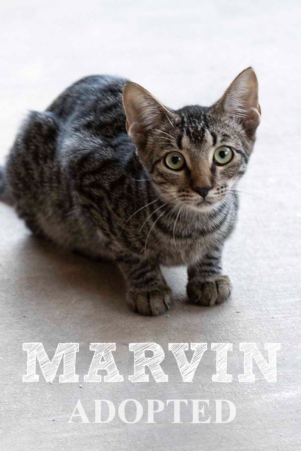 marvinAdopted